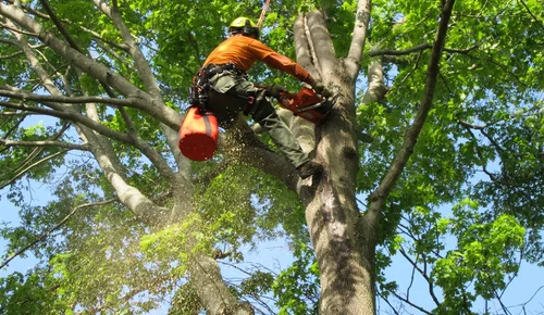 Tree Services